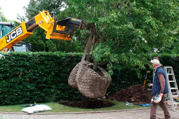 Large Tree Planting